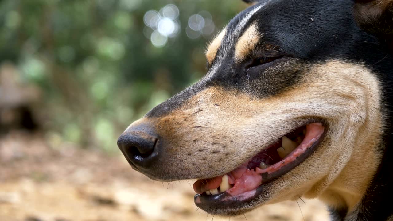 Close up face of an adorable dog while playing in the park,