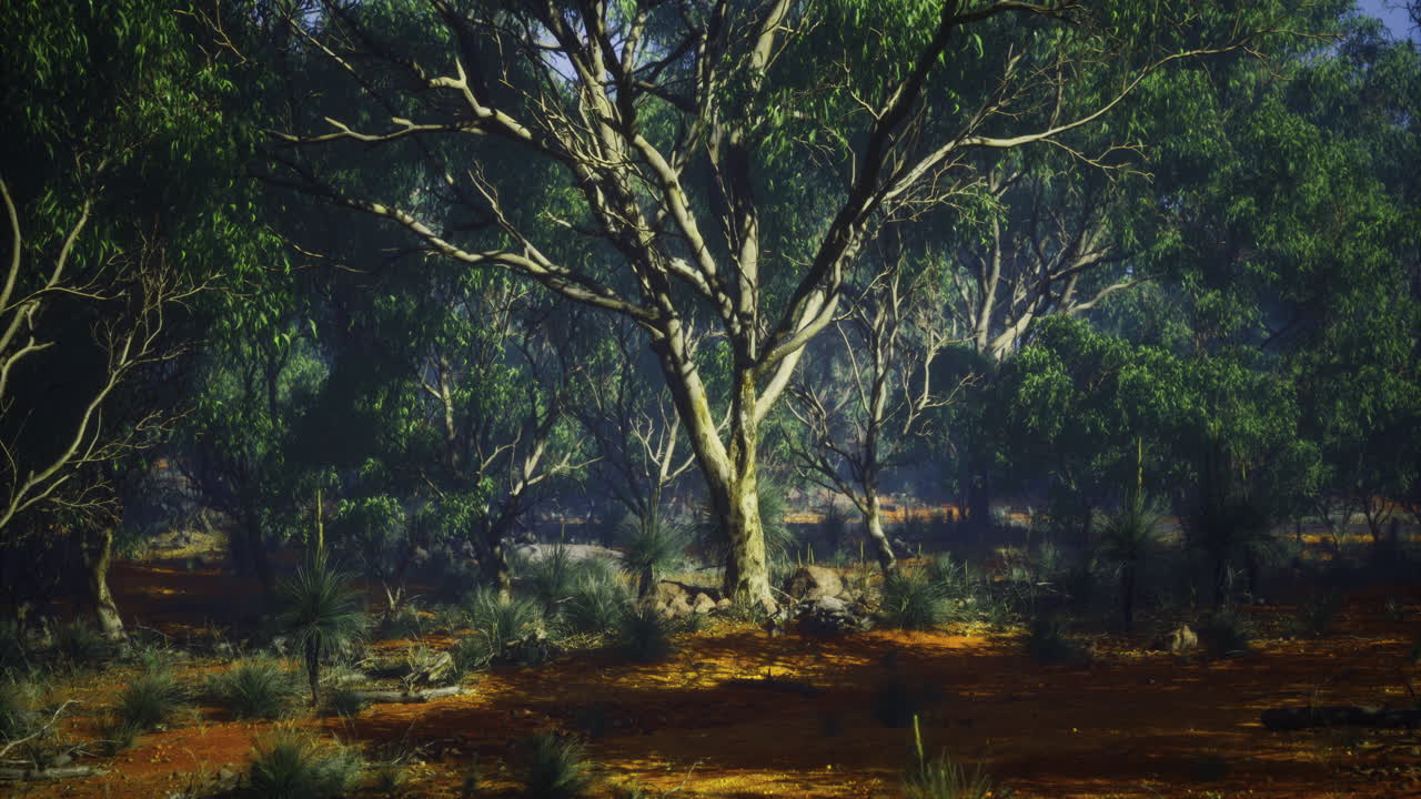 Majestic eucalyptus trees in a serene forest during early morning hours