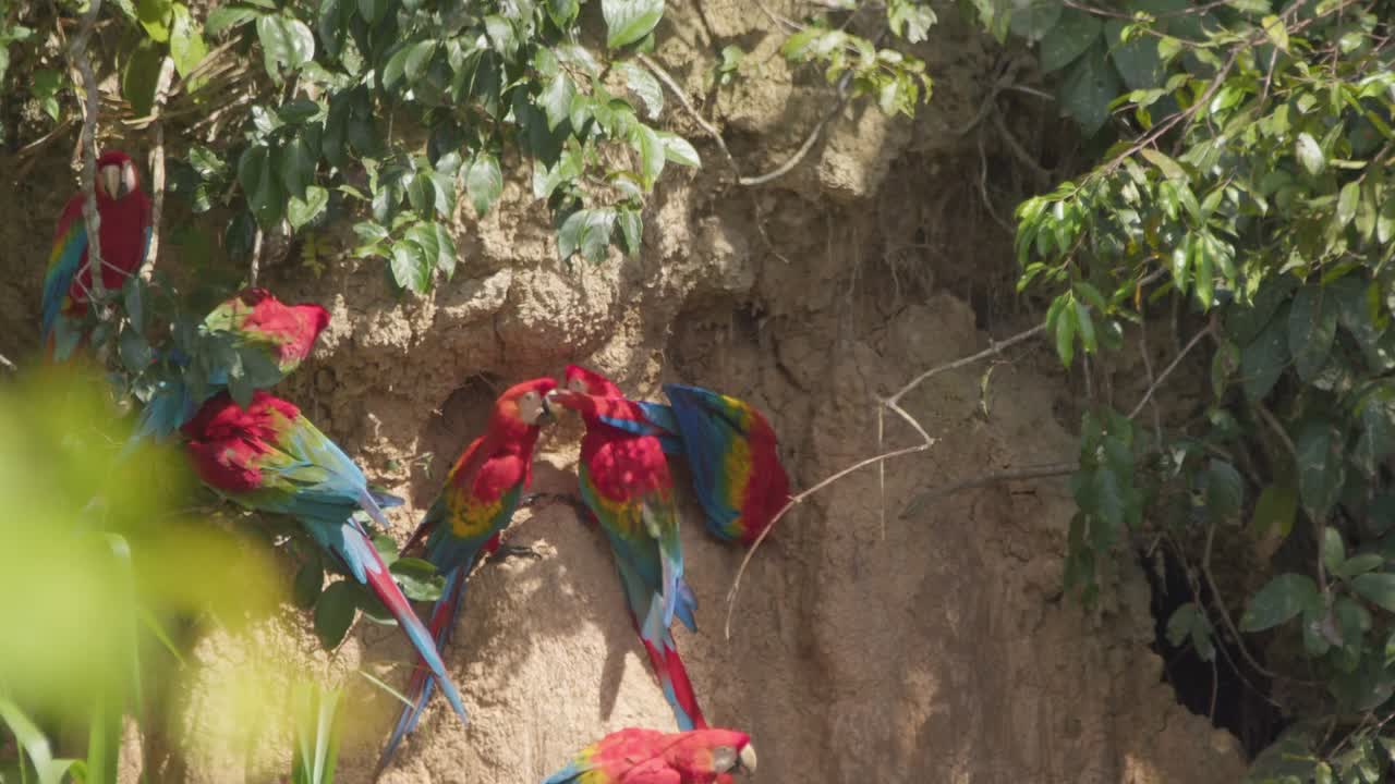 bandada de guacamayas rojas se reúnen en la collpa de chuncho, reserva nacional tambopata