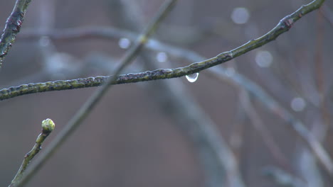 Wassertropfen-Bilden-Sich-Und-Tropfen-Vom-Ast