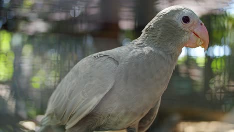 primer plano del distintivo loro princesa, especies especiales de aves