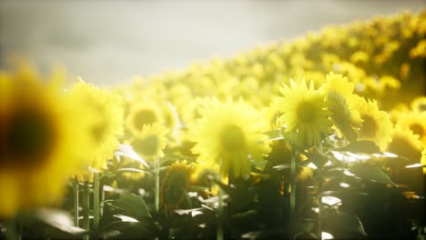 sunflower field on a warm summer evening