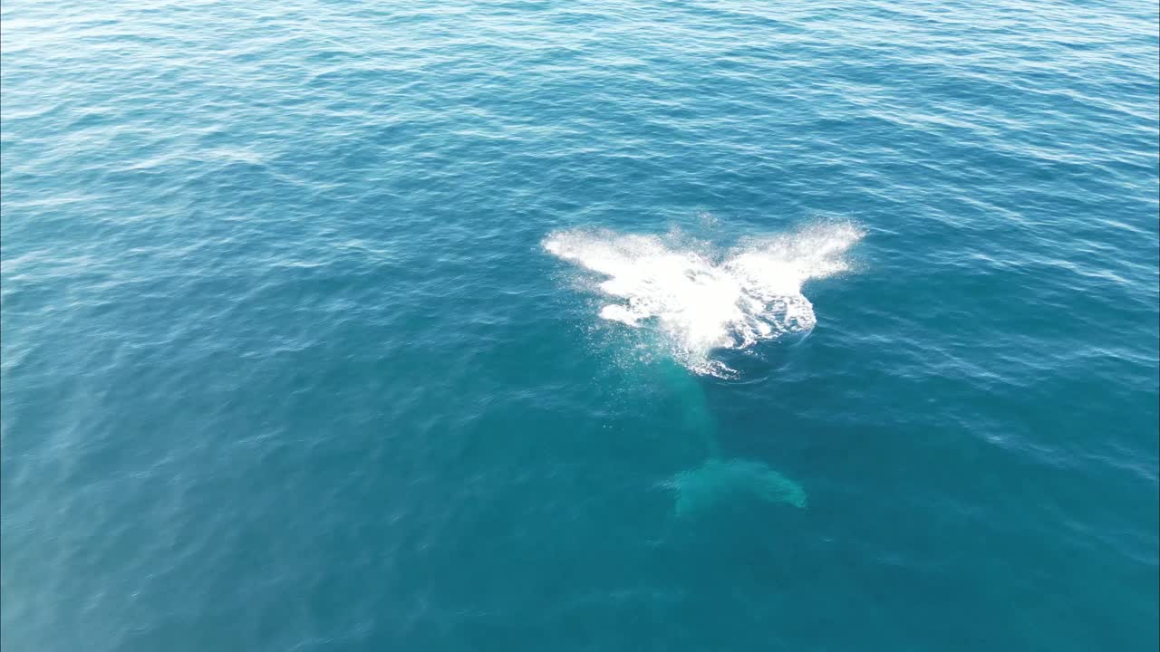 벌 고래 새끼가 어머니와 함께 멕시코 해역에서 헤엄치고 있다.