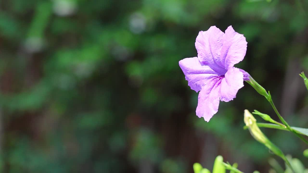 interactuando con una flor de abeja púrpura