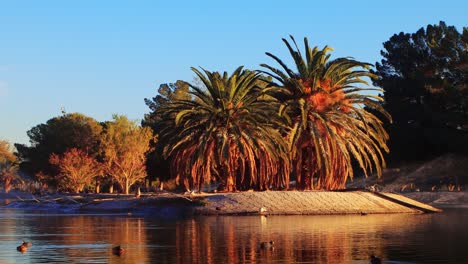 Estanque-De-Patos-En-Sunset-Park-En-Los-Suburbios-De-Las-Vegas.