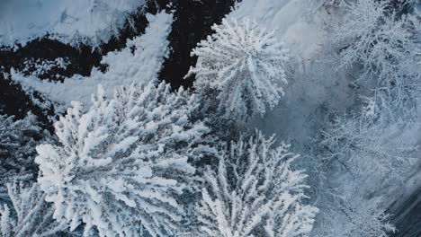 an aerial view of cirque du fer à cheval while covered in snow during a cold winter, upwards rotating shot from the base of a snow covered pine tree next to a river bed