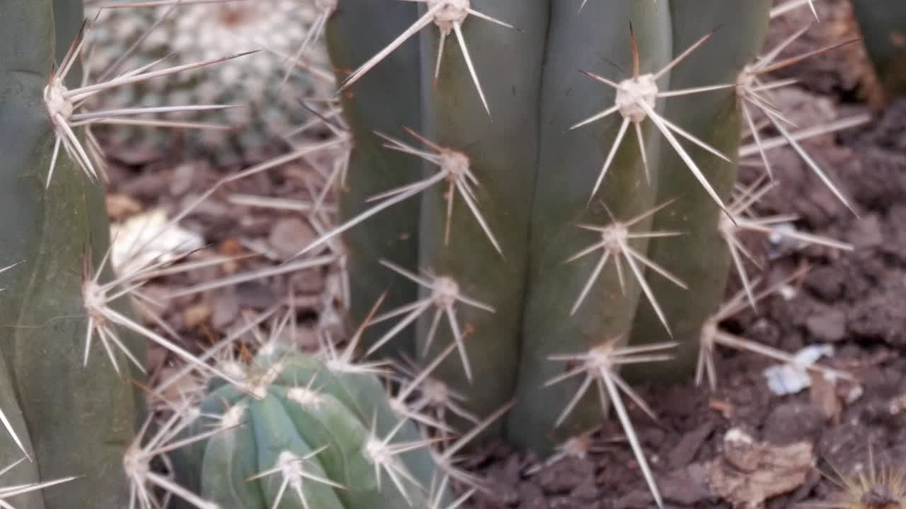 Super close-up of cactus in their details. Panning view