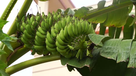 árboles de plátano en la plantación de plátanos, tenerife, islas canarias, españa