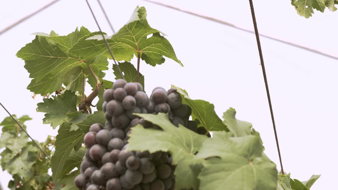 viñedo de uva orgánica con muchos racimos de uvas para la cosecha