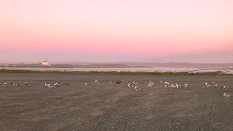 seagulls hanging out at the mouth of the coquille river in bandon, oregon, united states