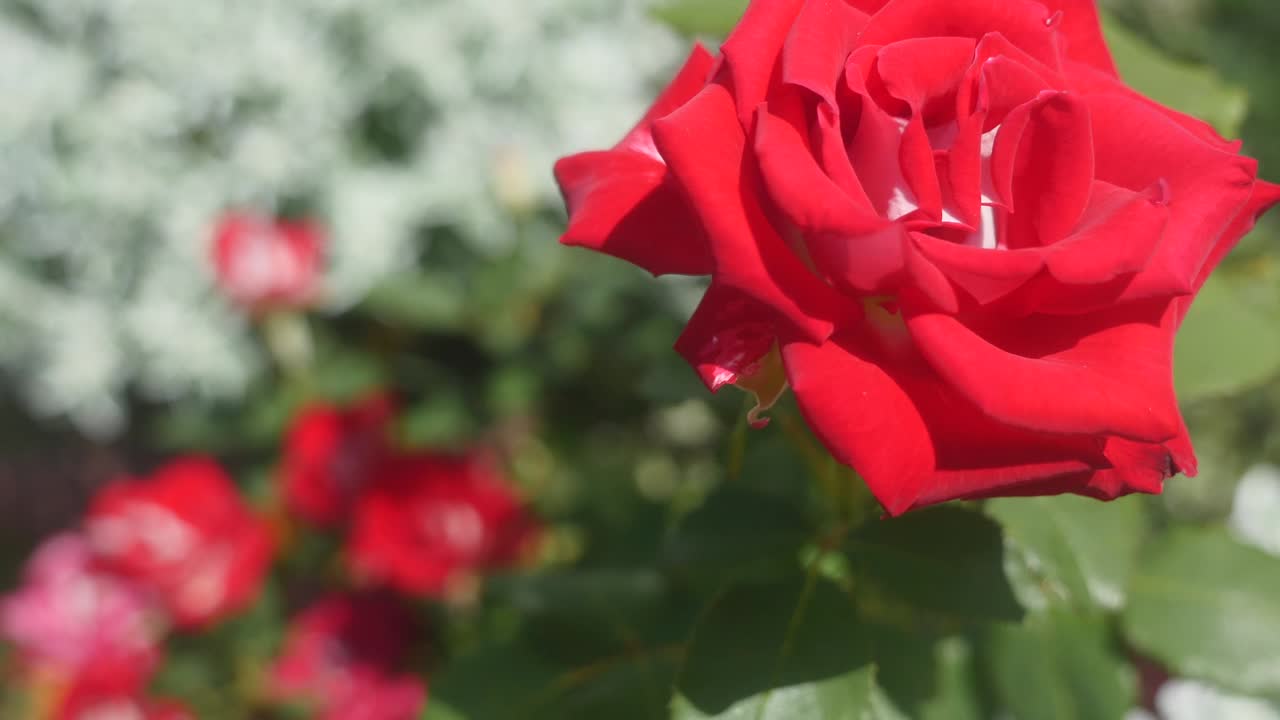 red roses in the garden. selective focus