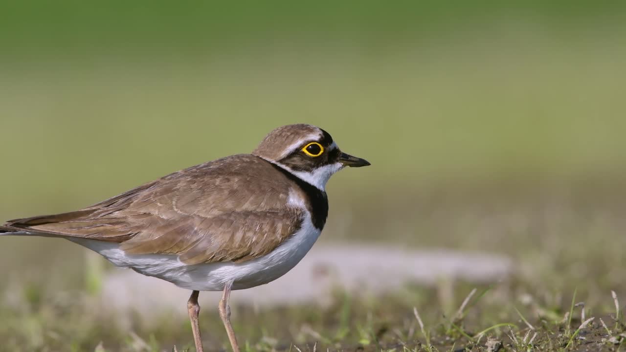 Small Wading Bird, Little Ringed Plover in Open Field