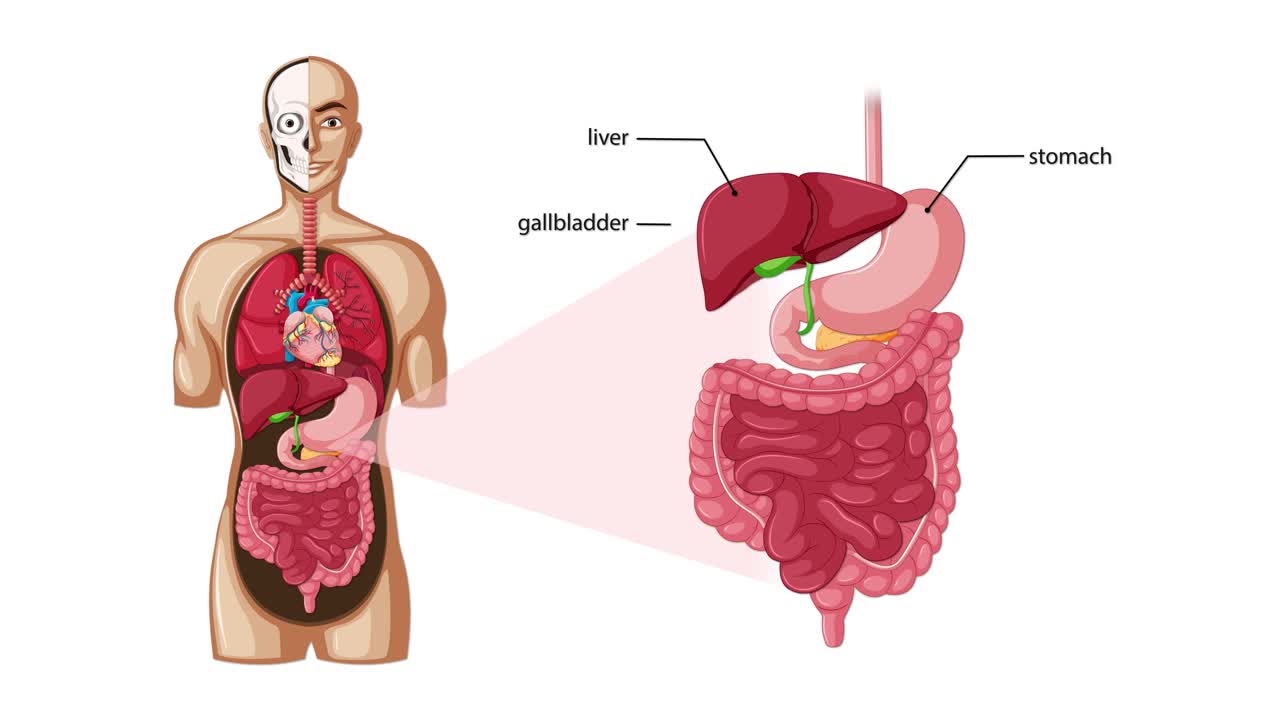 Animated sequence illustrating the internal human digestive system, highlighting and labeling organs with clear transitions, anatomical accuracy, and a clean, educational visual style