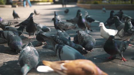 Grupo-De-Palomas-Comiendo-Comida-En-El-Suelo,-Alimentándose-En-El-Parque-De-Antgua-Guatemala---Imágenes-En-Cámara-Lenta-De-120fps