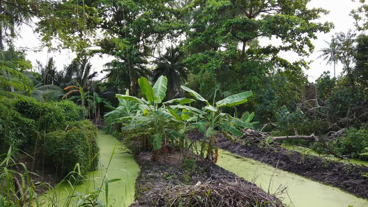 Lush Green Tropical Canal with Banana Trees