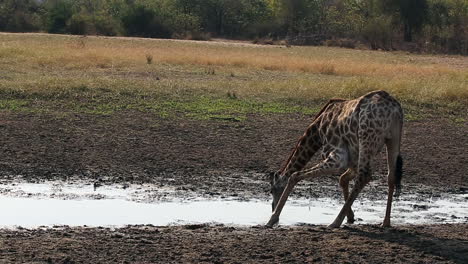 Giraffe-Taking-a-Long-Drink-and-Looking-Up-to-Check-for-Predators