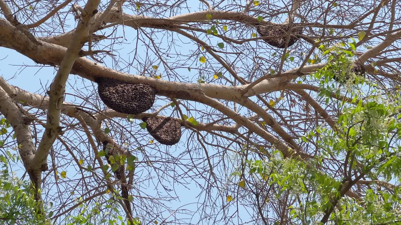 Three behive hanging from the tree