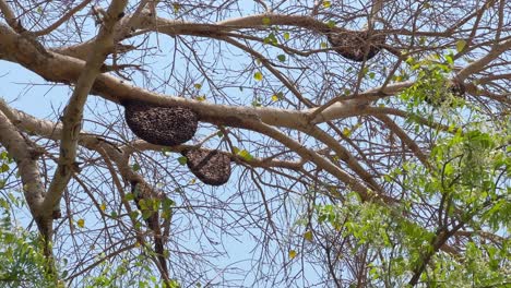 three behive hanging from the tree