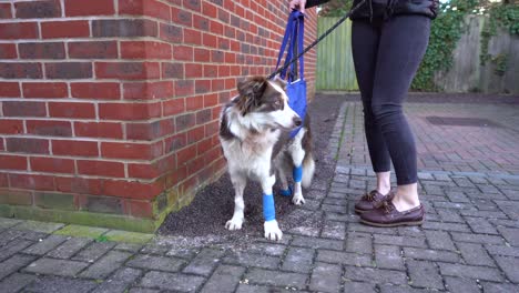 injured dog with bandaged legs in rehabilitation process helped by a woman to walk on an urban sidewalk