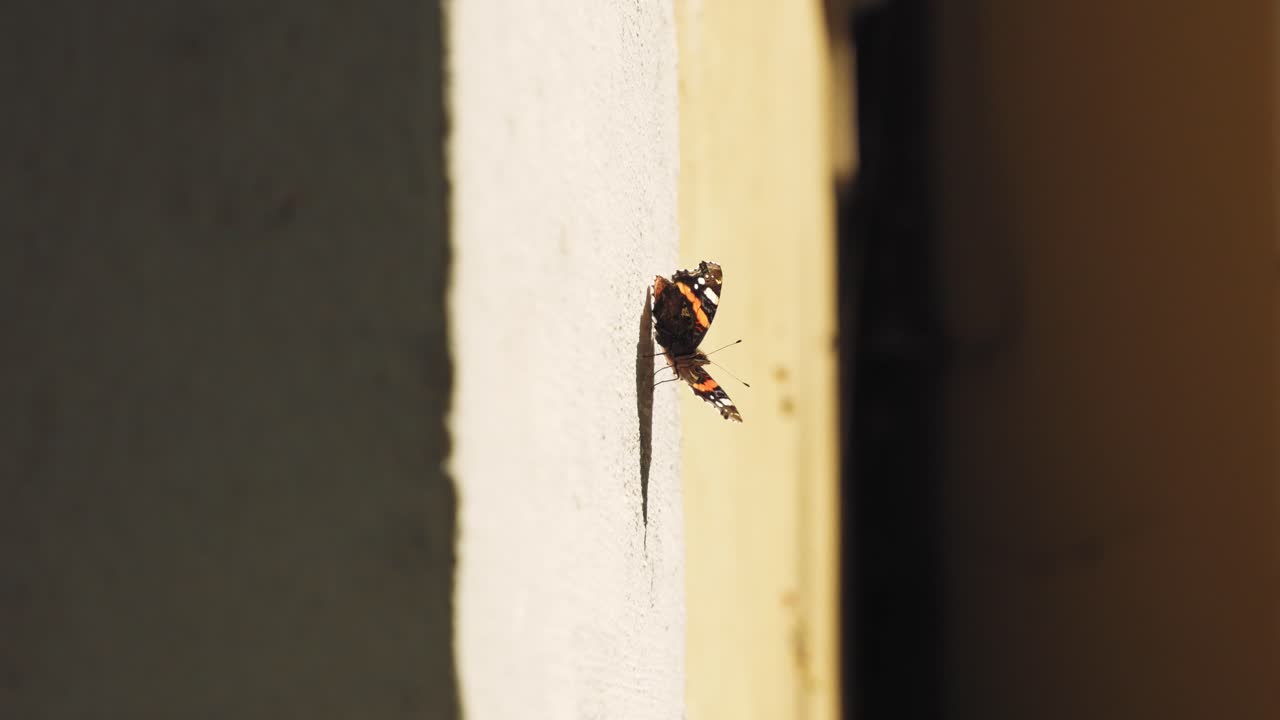 mariposa en la pared de la casa amarilla, mariposa volando