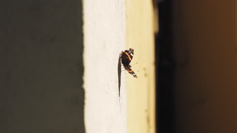 Butterfly-on-wall-of-yellow-house,-butterfly-flying-away