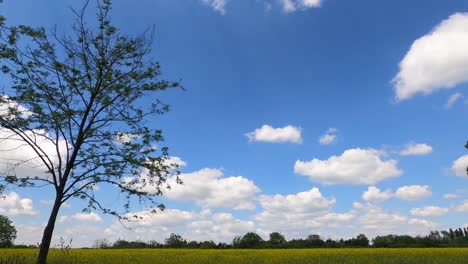 a tree in a blossoming field on a very nice sunny and clear day with white clouds osijek , croatia