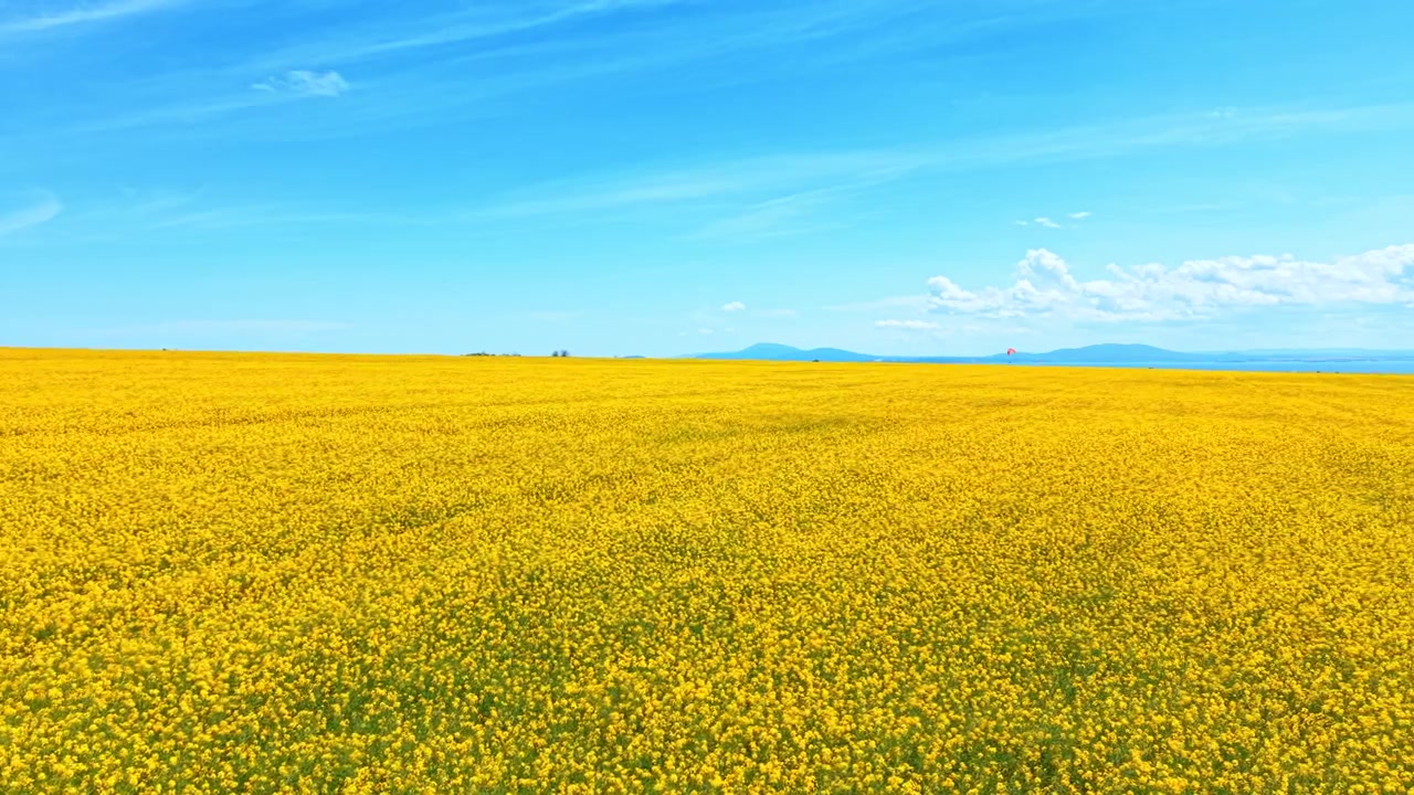 青い曇り空の下に広がる鮮やかな黄色の菜の花畑。遠くの山々と薄い雲が浮かぶ青空を背景にした、黄色い菜種畑のハイアングル風景ショット。