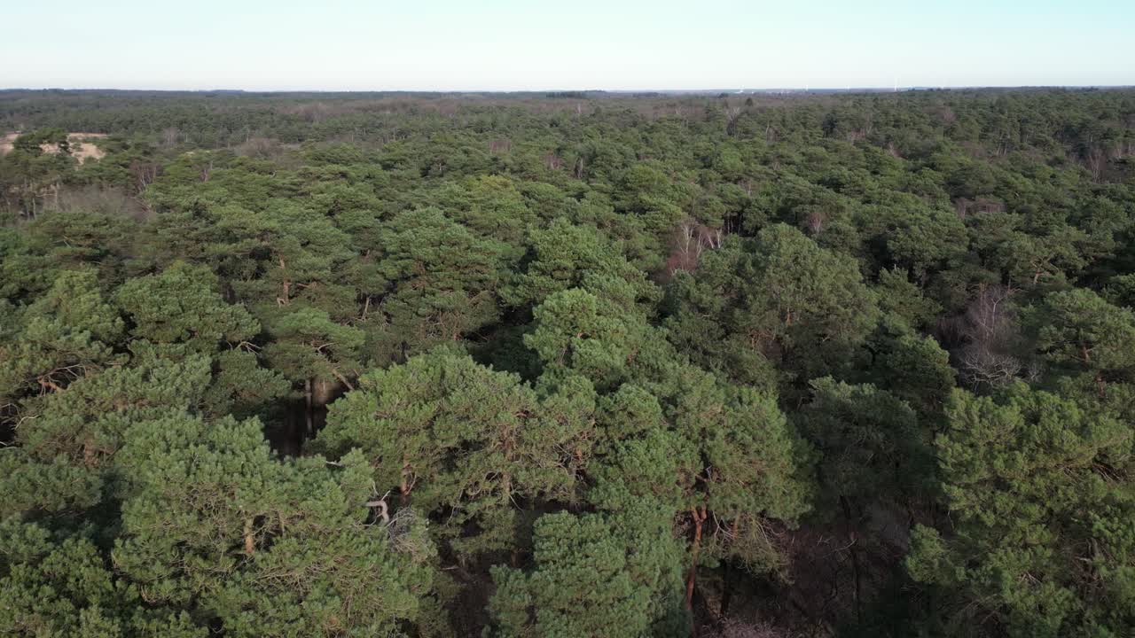 дрон kalmthoutse heide, летящий над лесом.