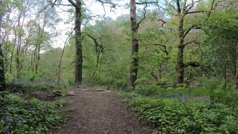 Walking into a forest in West Yorkshire, surrounded by lush green leaves, trees and bluebells