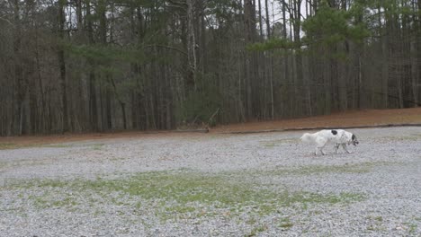 australian shepherd walking across gravel parking lot slow motion