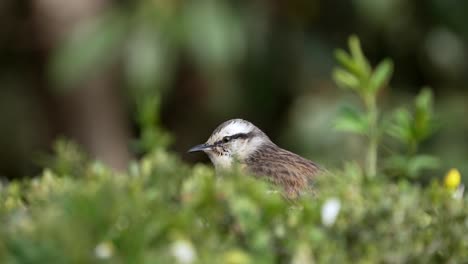 blick auf eine spottdrossel mit kreidebrauen, die über einem grünen zaun in einem hinterhof singt