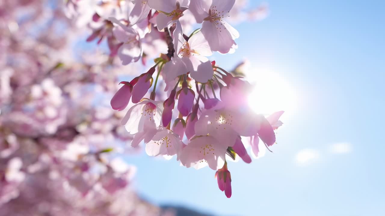 明るい空を背景にした桜のクローズアップ動画。穏やかな春の雰囲気を捉えています。