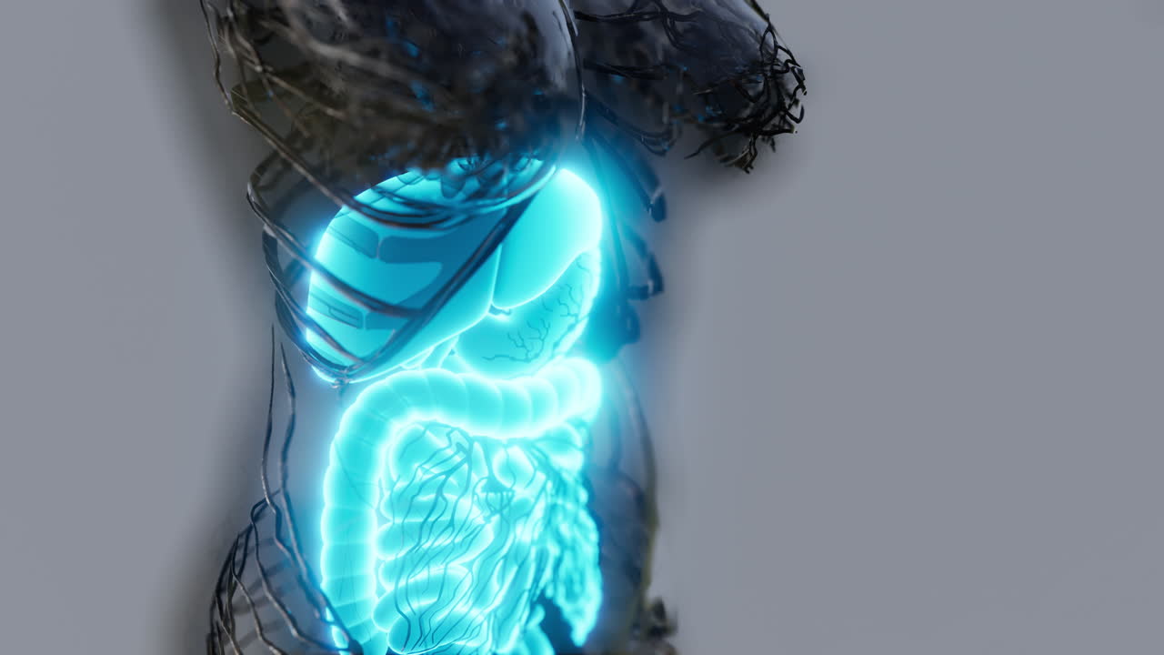 cuerpo humano transparente con sistema digestivo visible