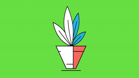video de 4k de plantas decorativas y caducifolias para el hogar en un estilo plano.