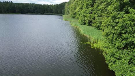 Orilla-Del-Lago-Laguna-Agua-Mosca-Aérea-Dolly-Paisaje-Bosque-Día