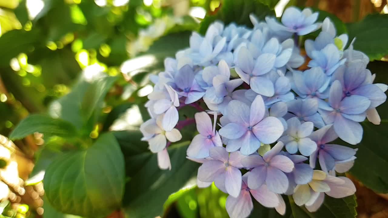 Close-up of a Beautiful Light Blue Hydrangea