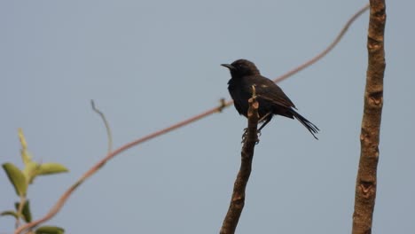 Petirrojo-Negro-Indio-En-El-árbol