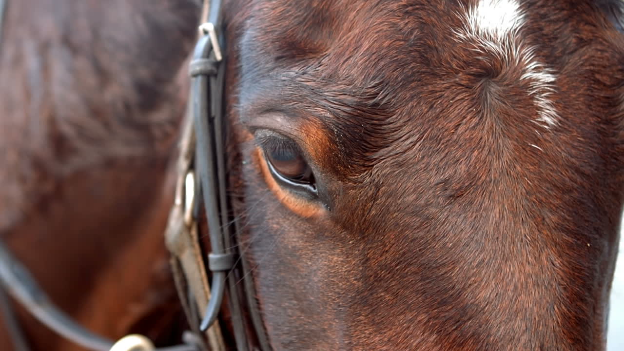 вид лошадиной головы с оборудованием