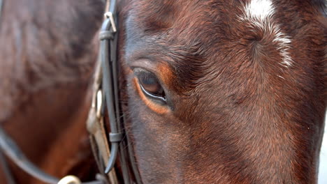 Vista-De-Una-Cabeza-De-Caballo-Con-Equipo