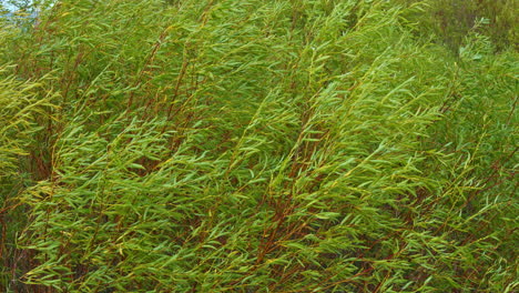 Natürlicher-Hintergrund-Mit-Grünen-Blättern-Und-Zweigen,-Die-Sich-Vom-Wind-Bewegen