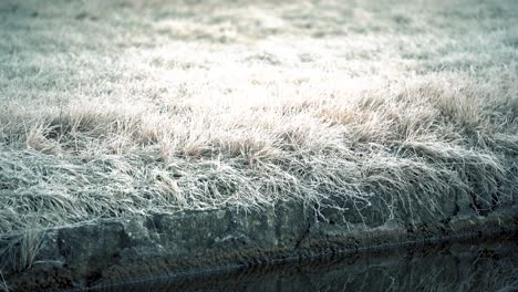 Grass-covered-in-hoarfrost-during-winter-morning