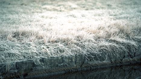 grass covered in hoarfrost during winter morning