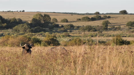 two african buffalo walk in tall dry grass of hilly savanna, wide shot