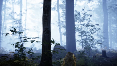 landscape-of-dark-forest-with-fog