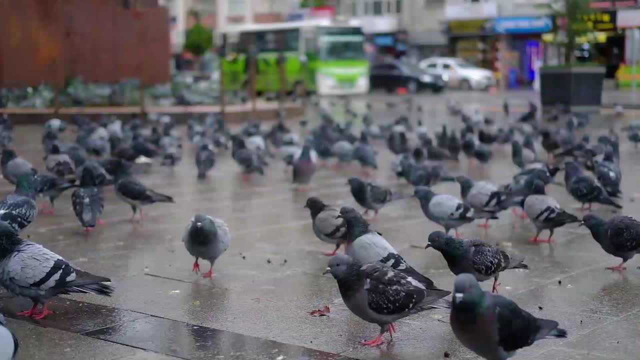 걸어다니는 비둘기