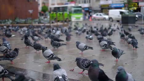 palomas caminando por el suelo