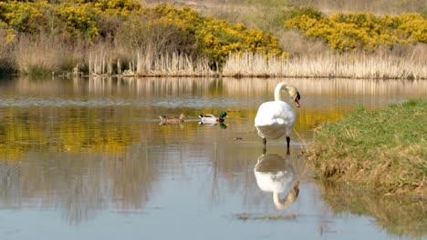 Dies-Ist-Ein-Wunderschöner-Park-In-Milton-Keynes-Mit-Bäumen-Und-Blumen