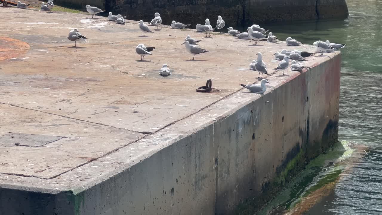 Birds frolick on the pier at Kalk Bay in Cape Town, South Africa