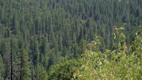 dense bed of pine trees with a smooth pull focus effect, transitioning the viewer’s attention across the lush green canopy