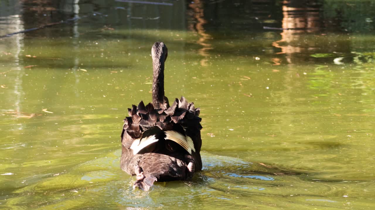 Um cisne nada graciosamente em um lago